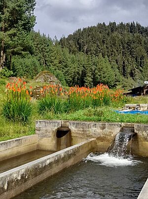 Archivo:Piscigranja de truchas en Porcón