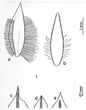 Archivo:Poa pitardiana HScholz