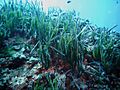 Posidonia oceanica Portofino 01