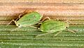 Schizaphis graminum oat usda (cropped)