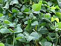 Starr 060928-0434 Phaseolus lunatus