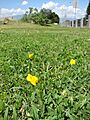Starr 070302-5014 Arachis pintoi