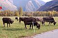 Swiss cow herd