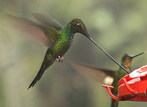 Archivo:Sword-billed Hummingbird (Ensifera ensifera)