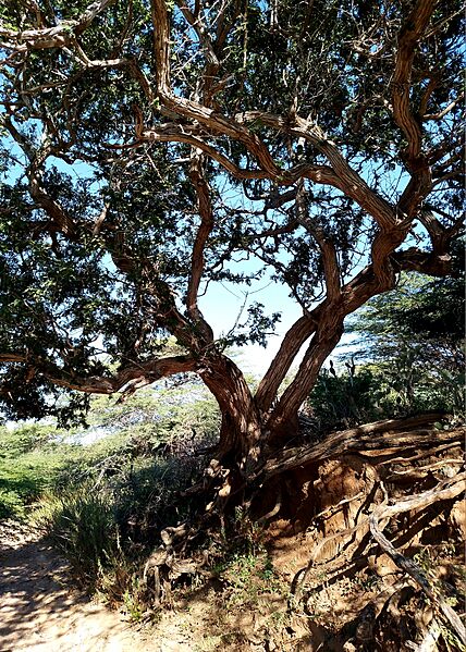 Taque (Geoffroea spinosa) en Montecano