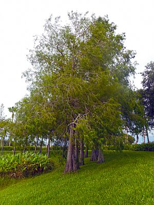Archivo:Taxodium distichum - group of trees