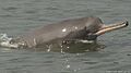 The magnificent Ganges River Dolphin