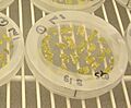 Transformation with Agrobacterium