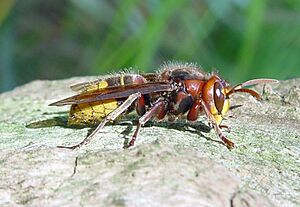 Archivo:Vespa crabro-lateral