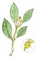 White Mangrove