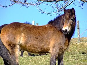 Archivo:Wildhorse042