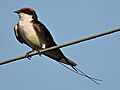 Wiretailed swallowed ,Chandigarh, India