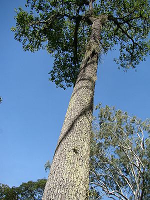 Archivo:"Bertholetia excelsa" Castanha-do-Pará Brazil-nuts tree