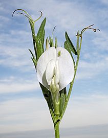 (MHNT) Vicia sativa - white flower