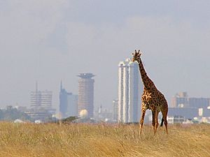 Archivo:A lone giraffe in Nairobi National Park