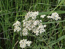 Achillea alpina - Тысячелистник альпийский недалеко от Барнаулки, 2014.jpg