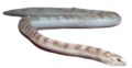 Adelospondylus NT small-removebg