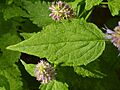 Agastache rugosa 02