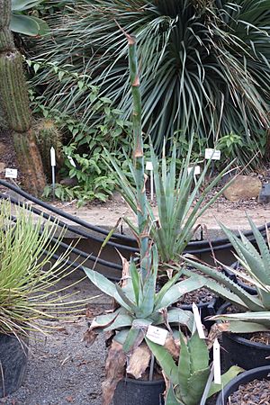 Archivo:Agave potatorum - Botanischer Garten, Dresden, Germany - DSC08419