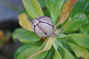 Archivo:Alstroemeria pelegrina semilla