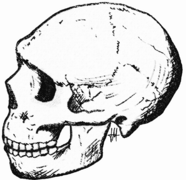 Amud skull