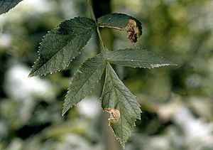 Archivo:Angelica atropurpurea NRCS-1