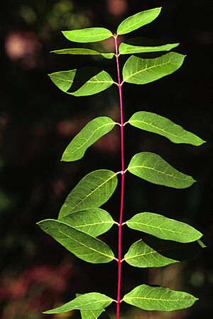 Archivo:Apocynum cannabinum UGA1120012