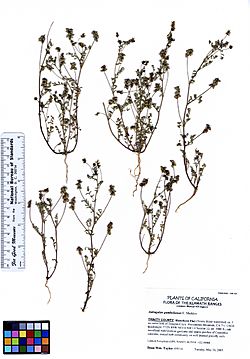 Astragalus gambelianus var. gambelinaus (5946965117).jpg
