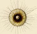 Aulacanthas 01