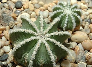 Aztekium hintonii00.jpg