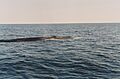 Baie de Gaspe 950626 006a