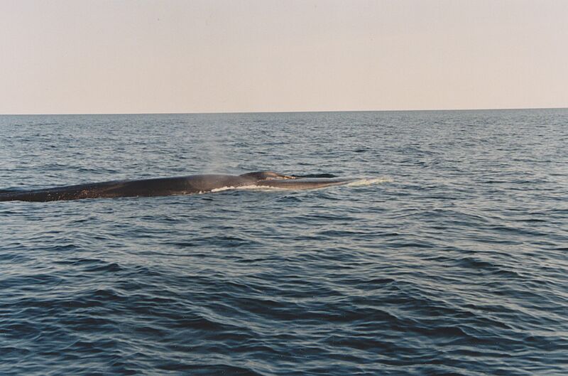 Baie de Gaspe 950626 006a