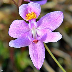 Archivo:Bearded grasspink (Calopogon barbatus) (6687040101)