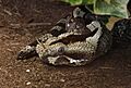 Bitis nasicornis Nashornviper