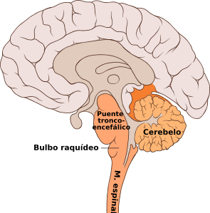 Brain bulbar region-es