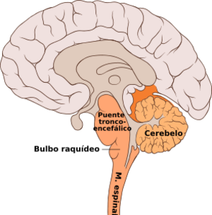 Archivo:Brain bulbar region-es