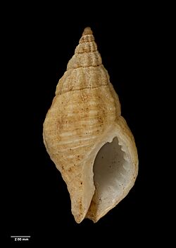 Buccinulum vittatum vittatum (Quoy and Gaimard, 1833) (AM MA70122-1).jpg