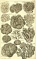 Catalogue systématique et raisonné, ou, Description du magnifique cabinet appartenant ci-devant à M. le c. de *** - ouvrage intéressant pour les naturalistes, and pour les amateurs de l'histoire (14764944895)