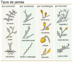 Archivo:Clasificacion de yemas (botanica)