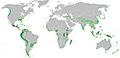 Cloud forest Bosque Nuboso world distribution