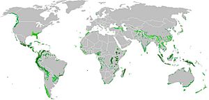 Archivo:Cloud forest Bosque Nuboso world distribution