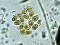 Crucigenia EPA
