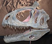 Archivo:Cryolophosaurus skullcast aus