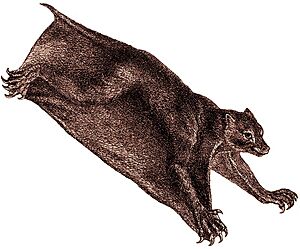 Archivo:Cynocephalus volans Brehm1883 (white background)