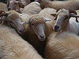 Deep Dream of Electric Sheep