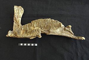 Archivo:Dentari d'hadrosaure de les Serretes (Vilamitjana, Tremp)