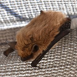 Dinelli's Myotis imported from iNaturalist photo 156512394 on 1 February 2022.jpg