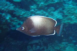 Easter Island butterflyfish.jpg