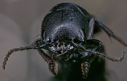 Escarabajo errante (Ocypus olens), Hartelholz, Múnich, Alemania, 2020-06-28, DD 525-545 FS