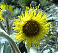 Espeletia of Sierra Nevada